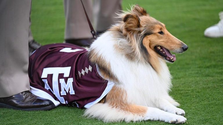Reveille X, Texas A&M's collie mascot, undergoes eye surgery following glaucoma diagnosis