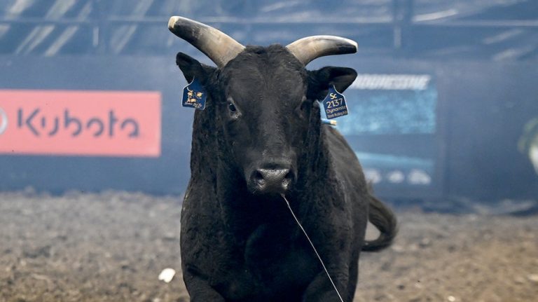 From training to retirement, the bucking bulls of PBR live like star athletes