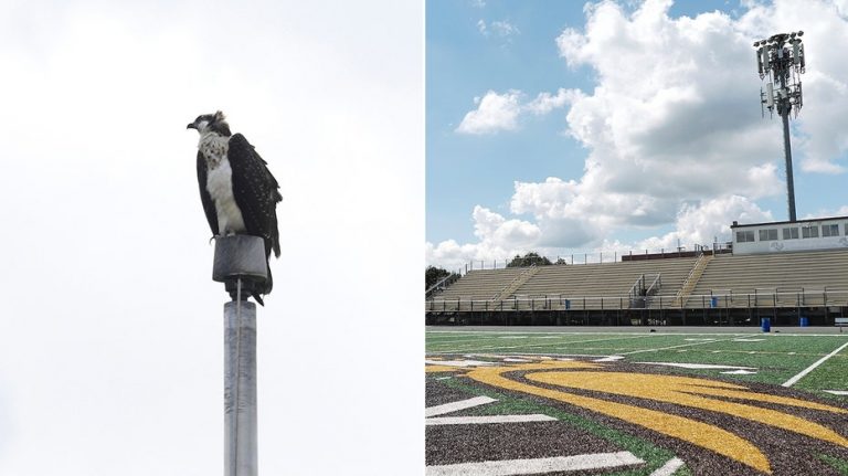 Federally protected birds force high school football team to rearrange schedule